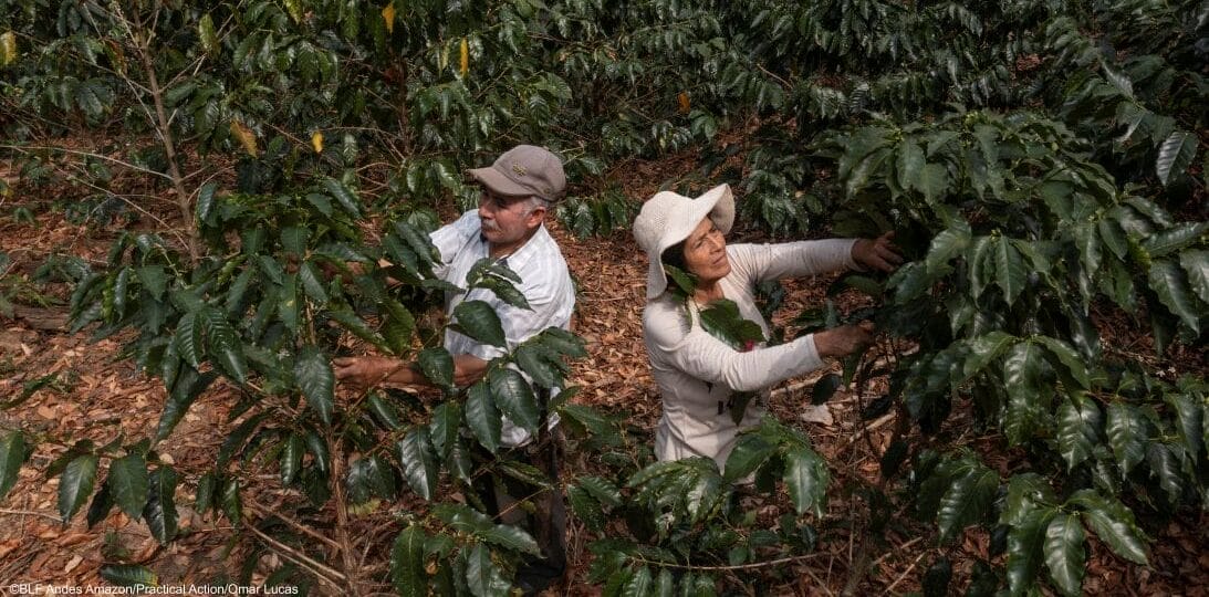 Two people wearing hats harvest coffee cherries from coffee plants in a dense, shaded area surrounded by foliage.