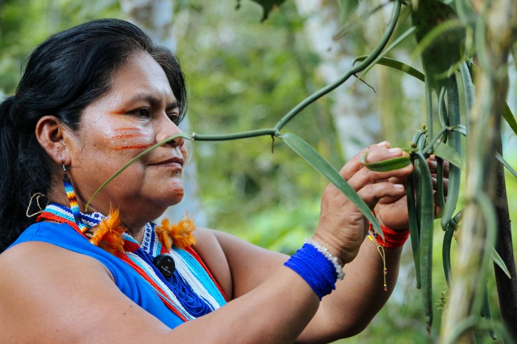 A woman with traditional face paint and jewelry tends to a green plant outdoors, carefully handling its stem and leaves.