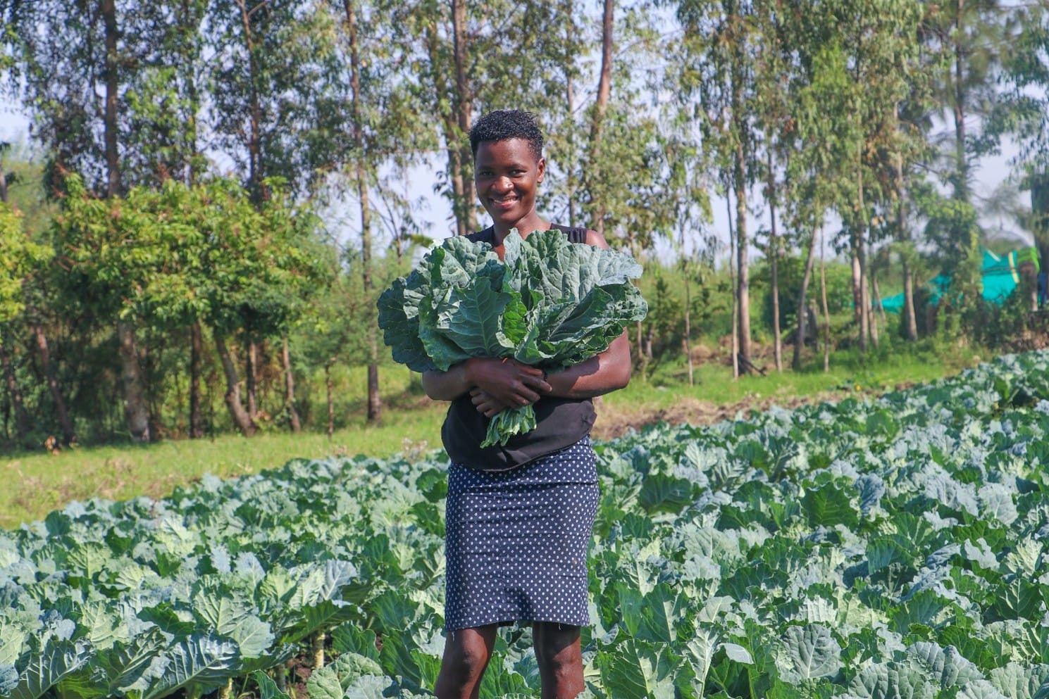 A person standing in a cabbage field holds a large bunch of harvested cabbages, with trees and greenery in the background.