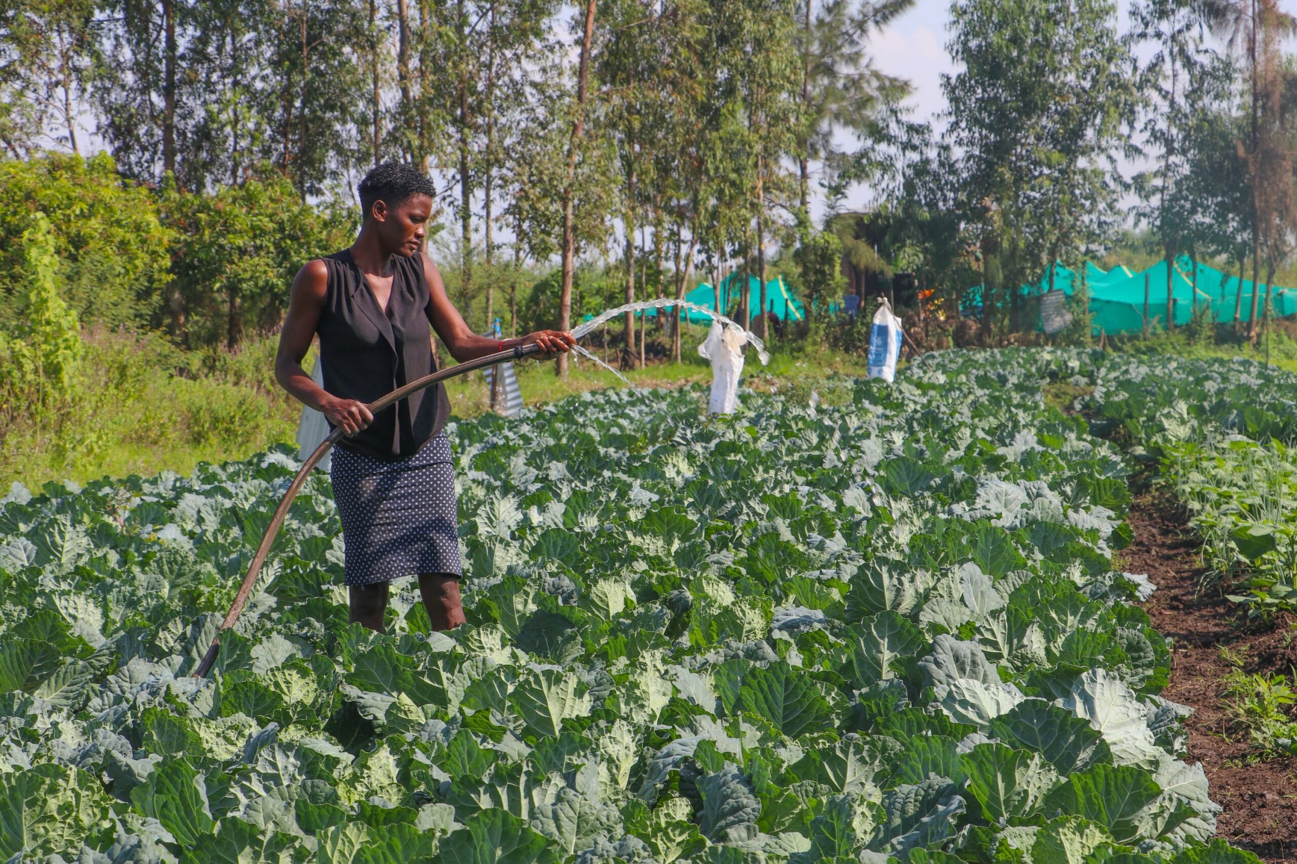 A person waters rows of leafy green crops with a hose in a field, surrounded by trees and other people working in the background.