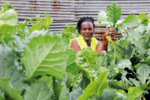 A woman stands among large green leafy plants, holding one up, with a corrugated metal fence in the background.