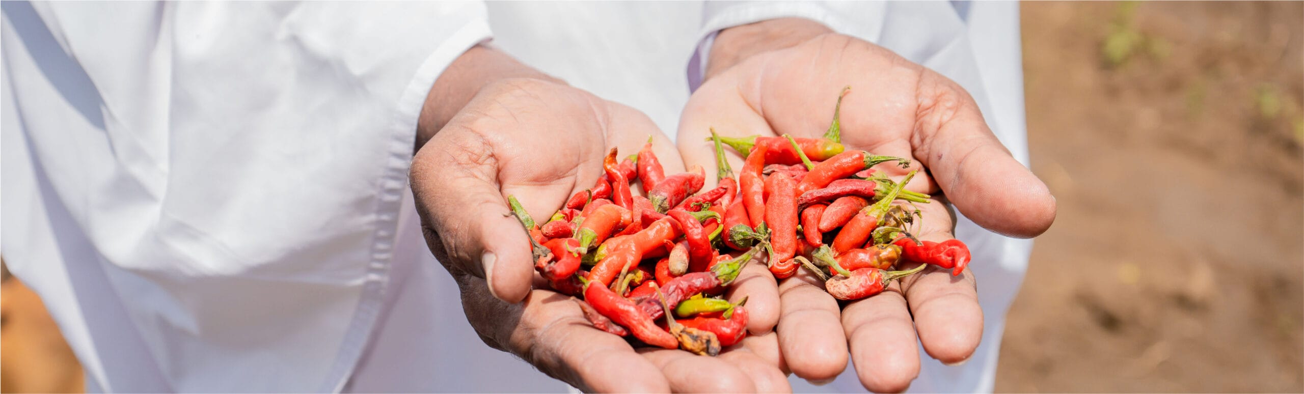 A person in a white garment holds a handful of small red chili peppers in both hands, outdoors.