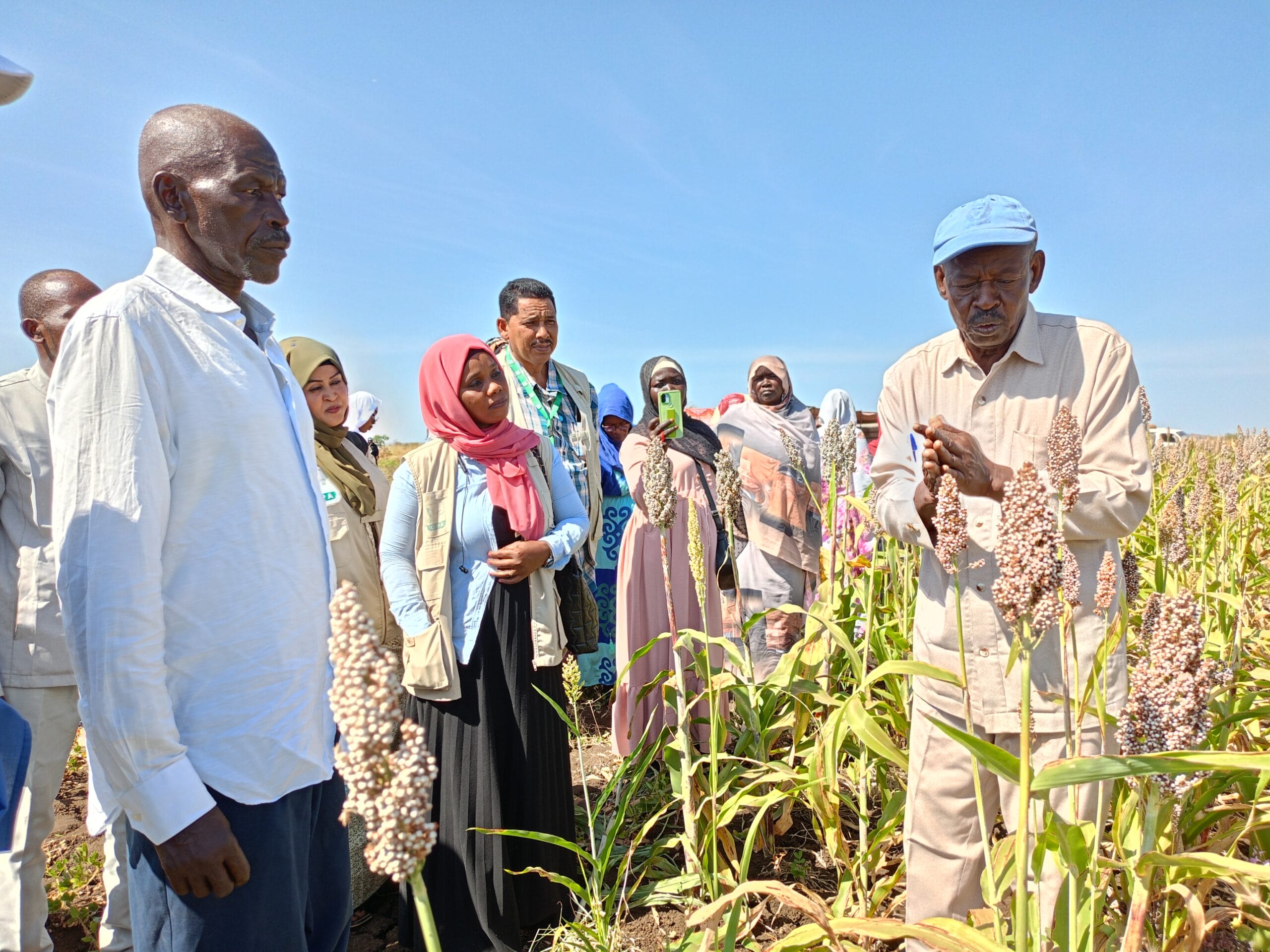 A group of people observe a man demonstrating something in a sorghum field under a clear blue sky.