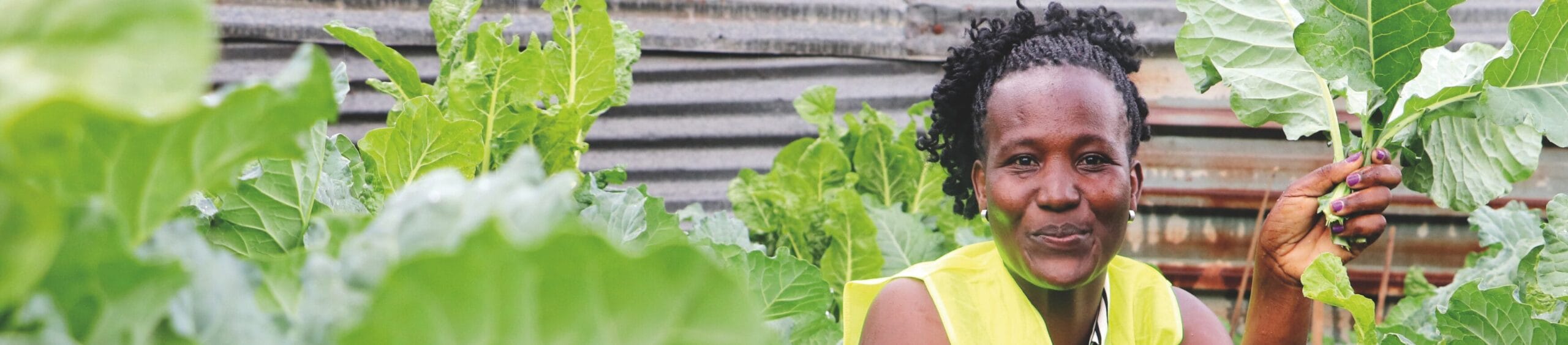 A woman wearing a yellow top holds leafy green vegetables in a garden with corrugated metal sheets in the background.