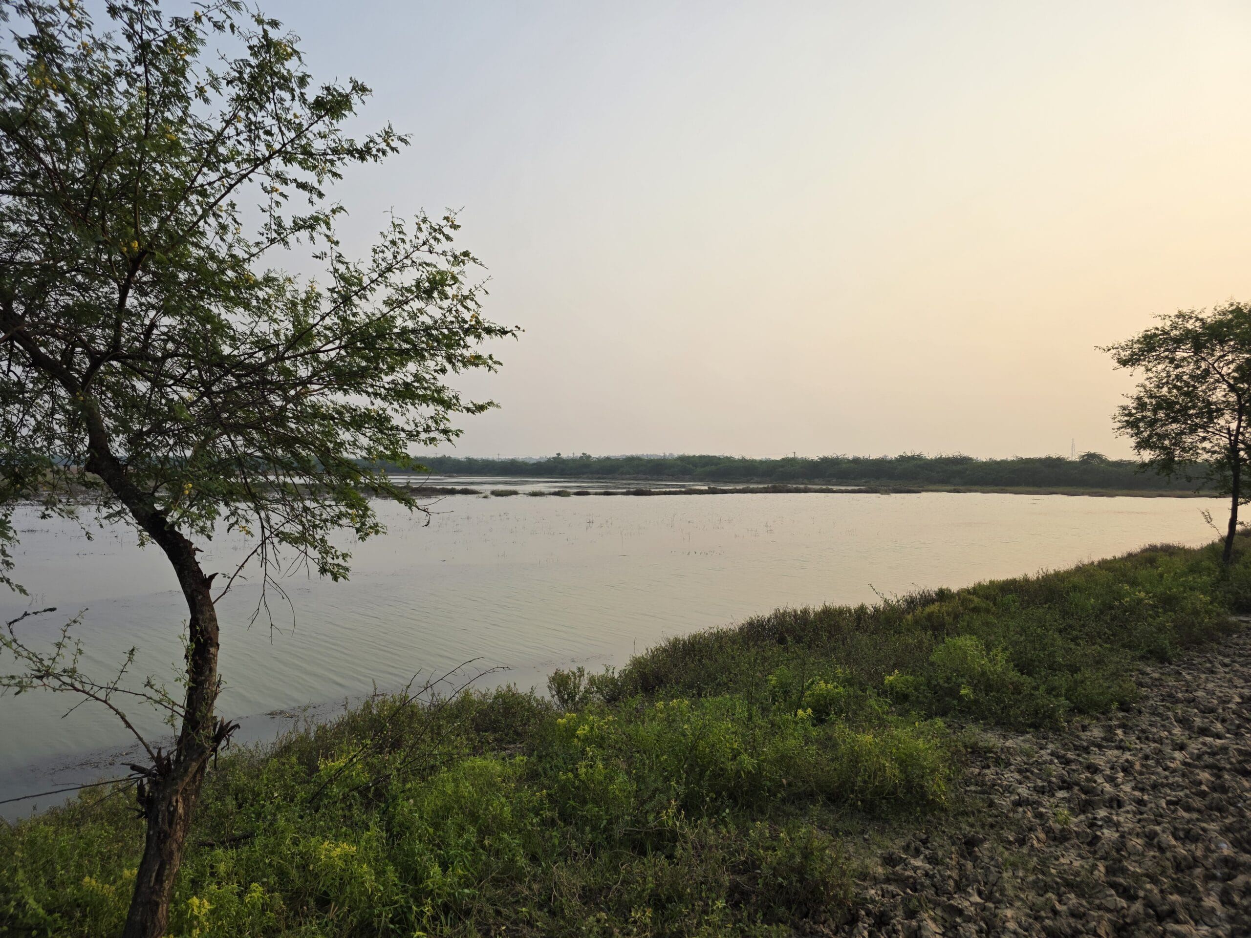 A tree next to a body of water.