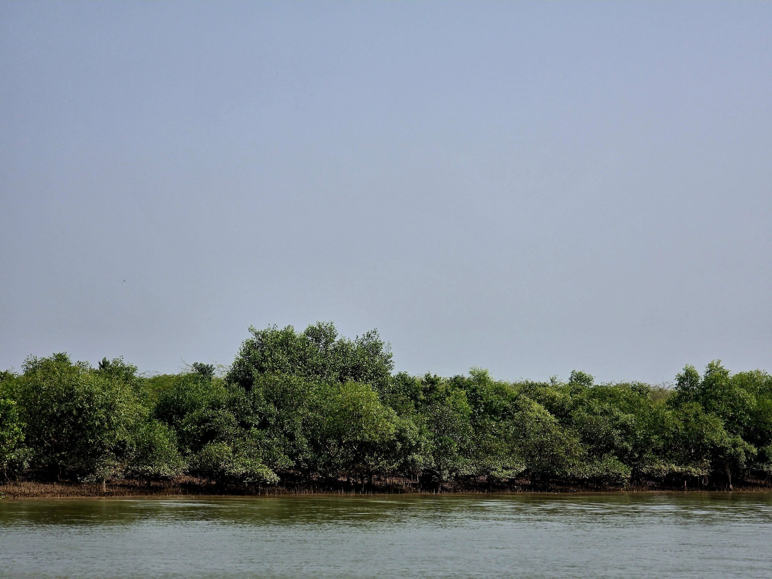 Dense mangrove trees line the edge of a calm body of water beneath a clear, light blue sky.