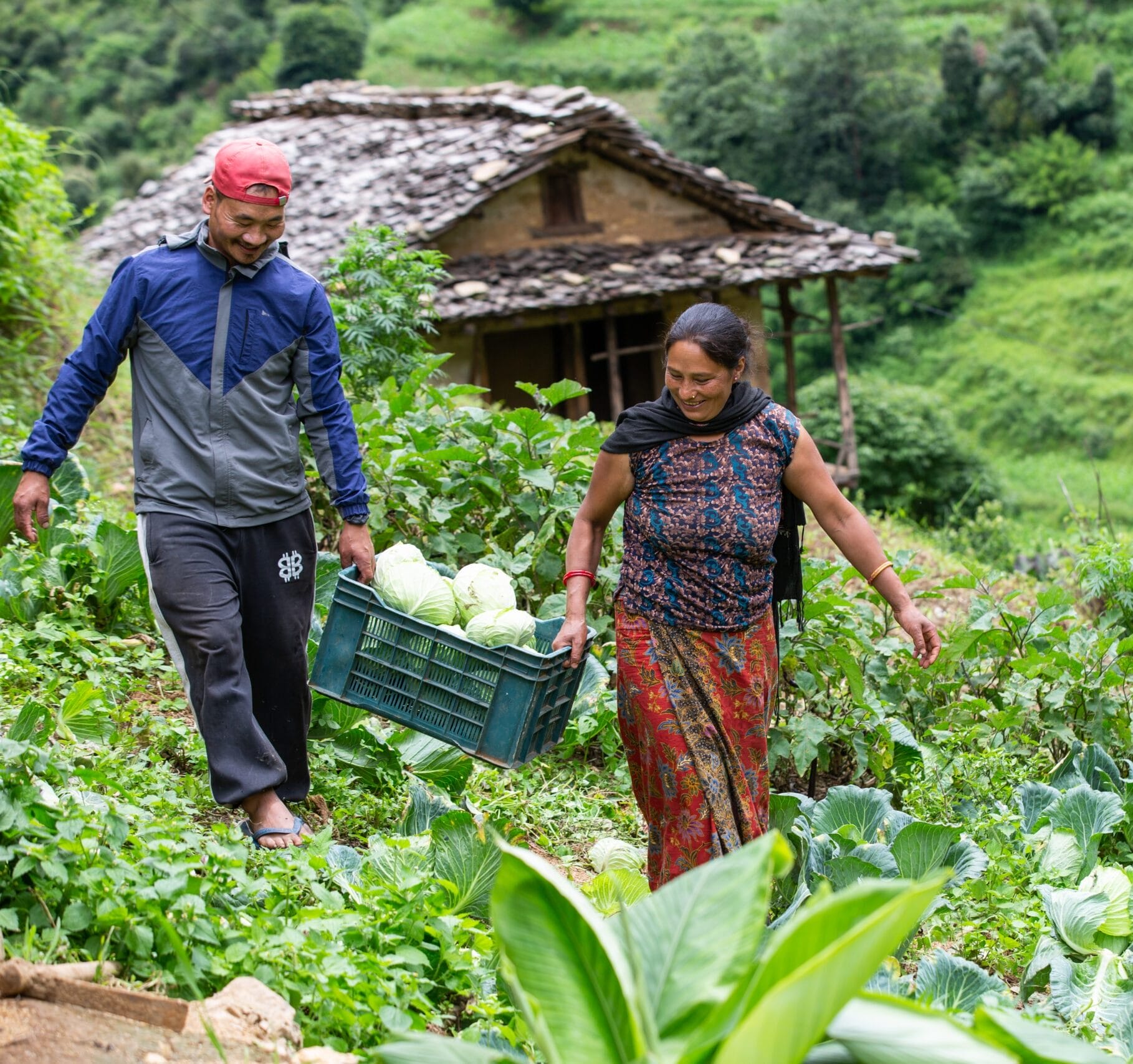 A man and a woman harvest cabbages in a lush, green garden on a hillside, with a rustic stone house in the background and terraced fields surrounding them. The man carries a crate of cabbages as they walk through the plants.