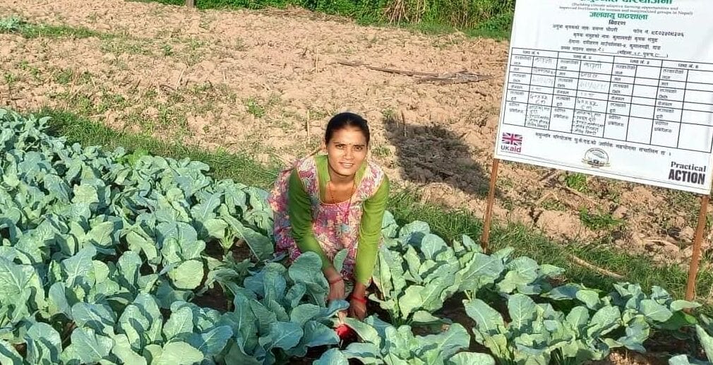 A woman squats among green cabbage plants in a large vegetable field. Nearby, a white signboard with text and logos displays farming information. Lush greenery and more crops surround the scene.
