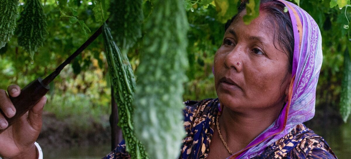 A woman wearing a colourful headscarf inspects or harvests green bitter gourds hanging from vines, holding a knife in her hand. Lush greenery surrounds her.