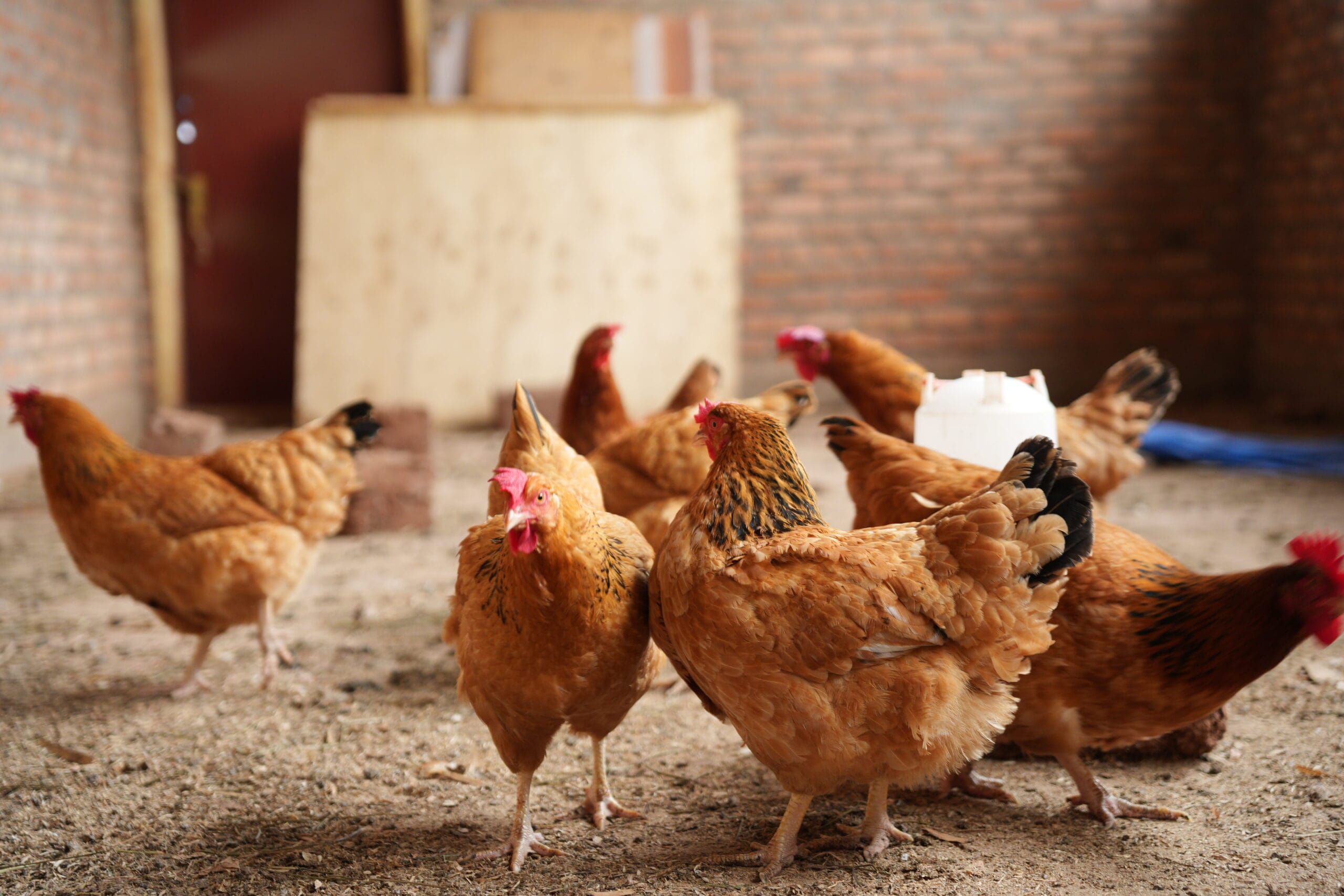 Several brown chickens stand and walk on a dirt floor inside a brick-walled coop, with some wooden planks and a white container in the background.