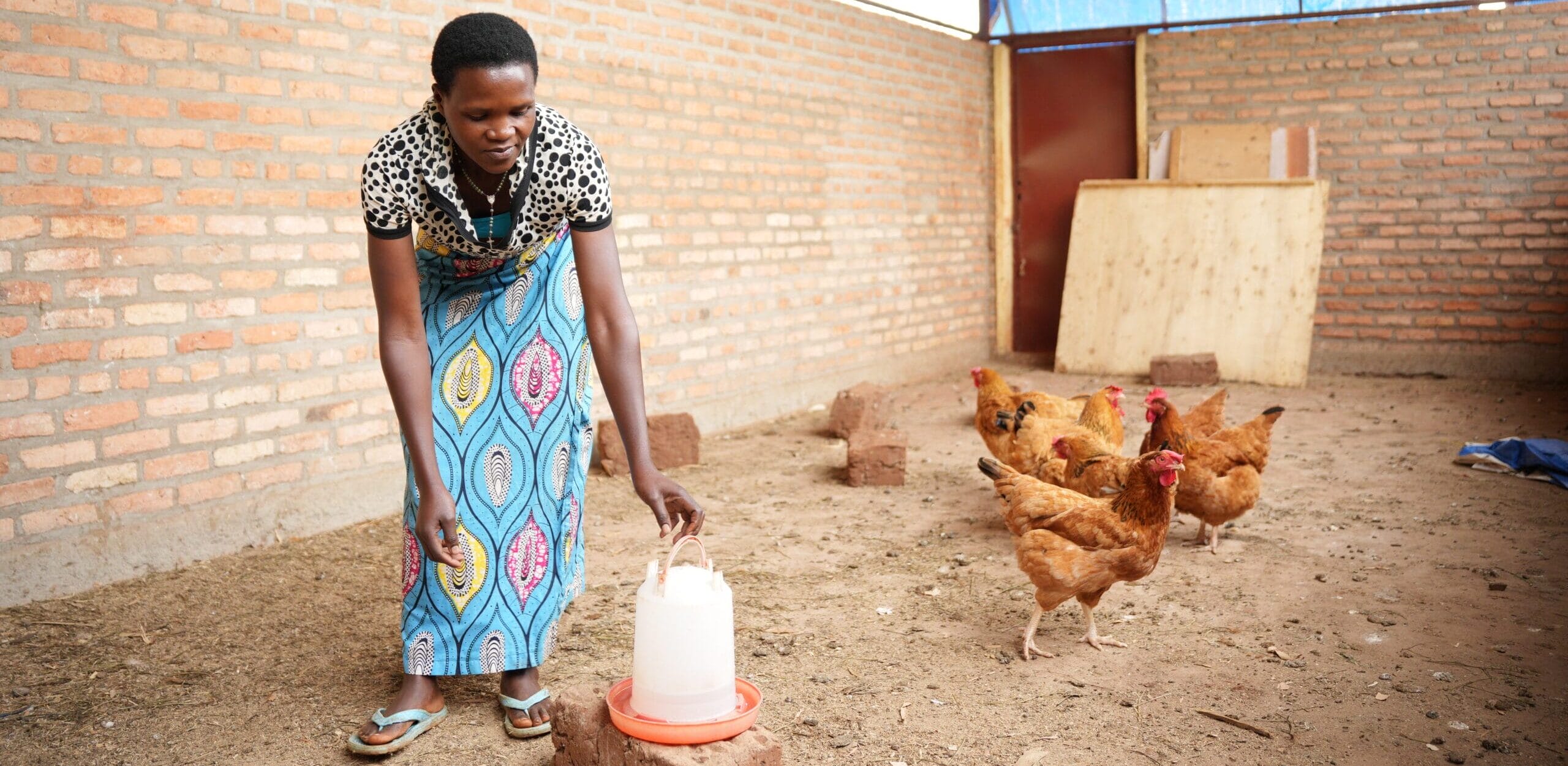 A woman in a colourful skirt and patterned top places a water container on the ground inside a brick-walled chicken coop, as several brown chickens stand nearby.
