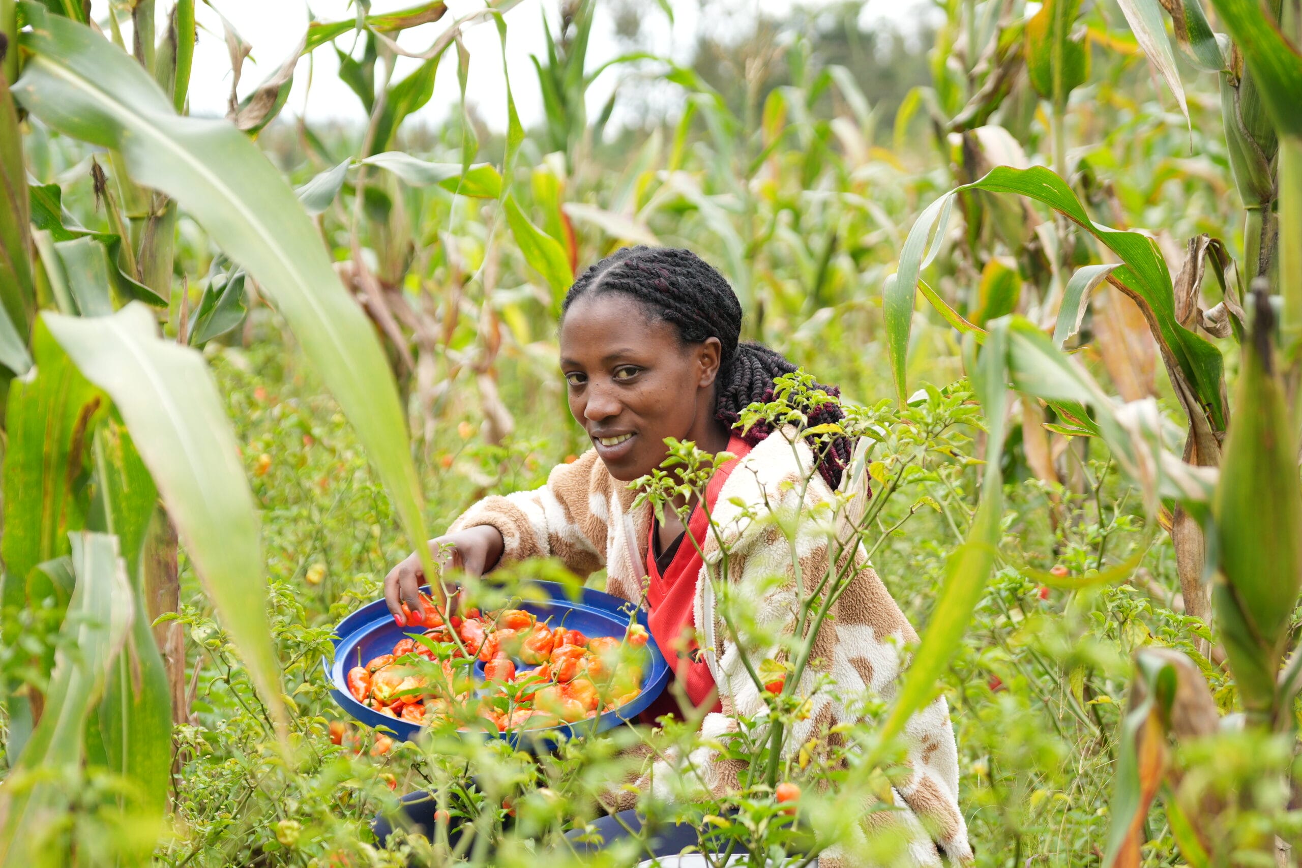 A woman with plaited hair, wearing a patterned jumper, is crouched in a field among green plants, smiling as she harvests red and orange peppers into a blue container. Maize stalks are visible around her.