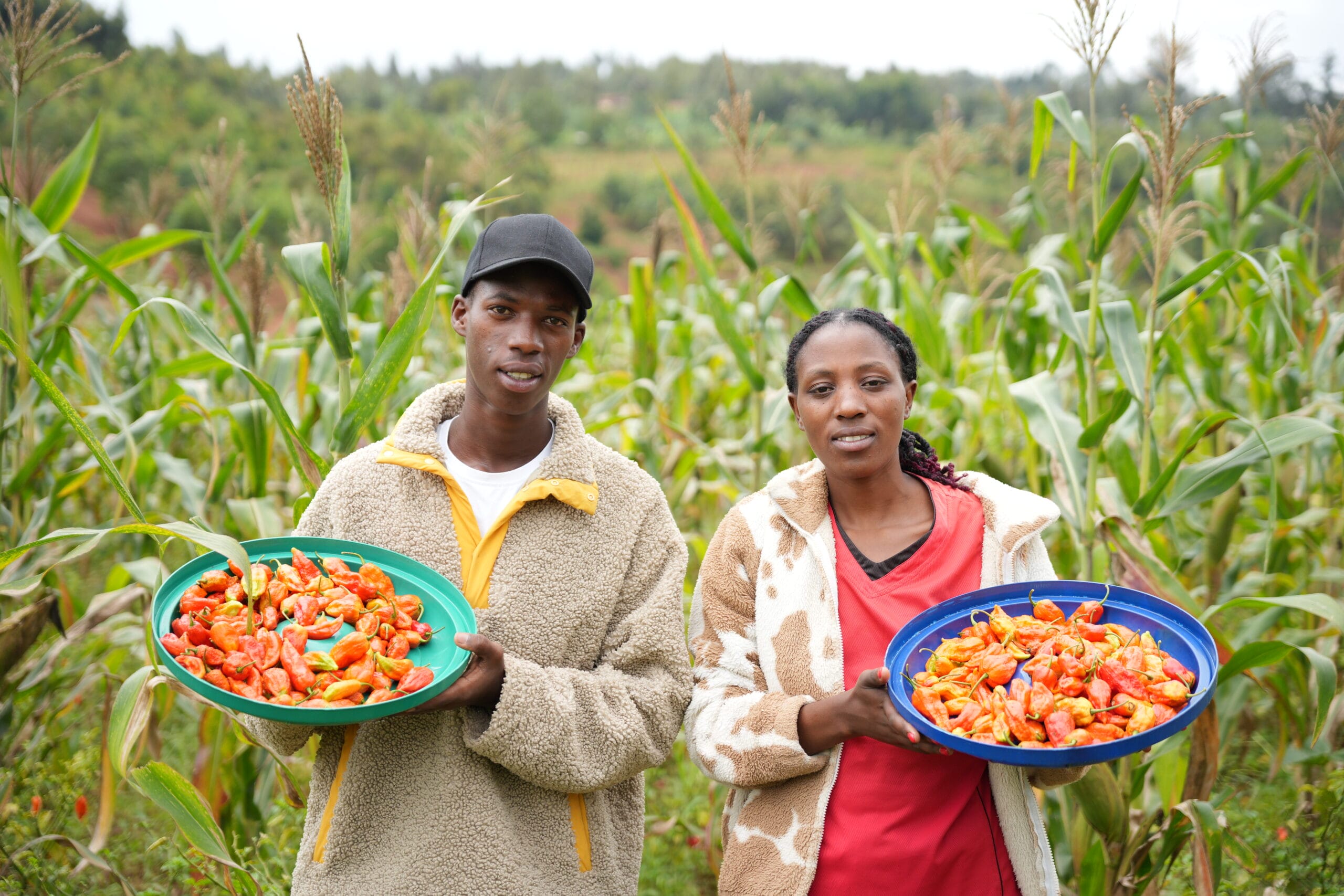 Two people stand in a green cornfield, each holding a large bowl filled with red and orange peppers. They look at the camera, wearing jackets, and the background shows tall corn plants and distant trees.
