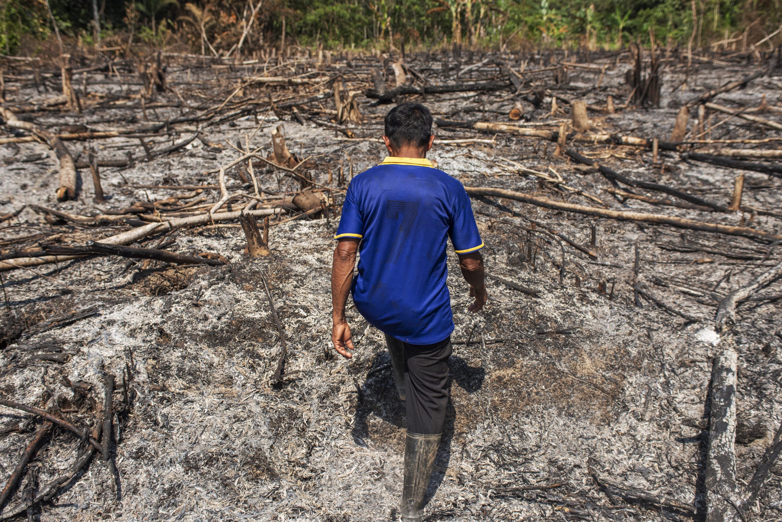 A man in a blue shirt and boots walks through a scorched, deforested area strewn with burnt tree trunks and ash, with green foliage visible in the background.