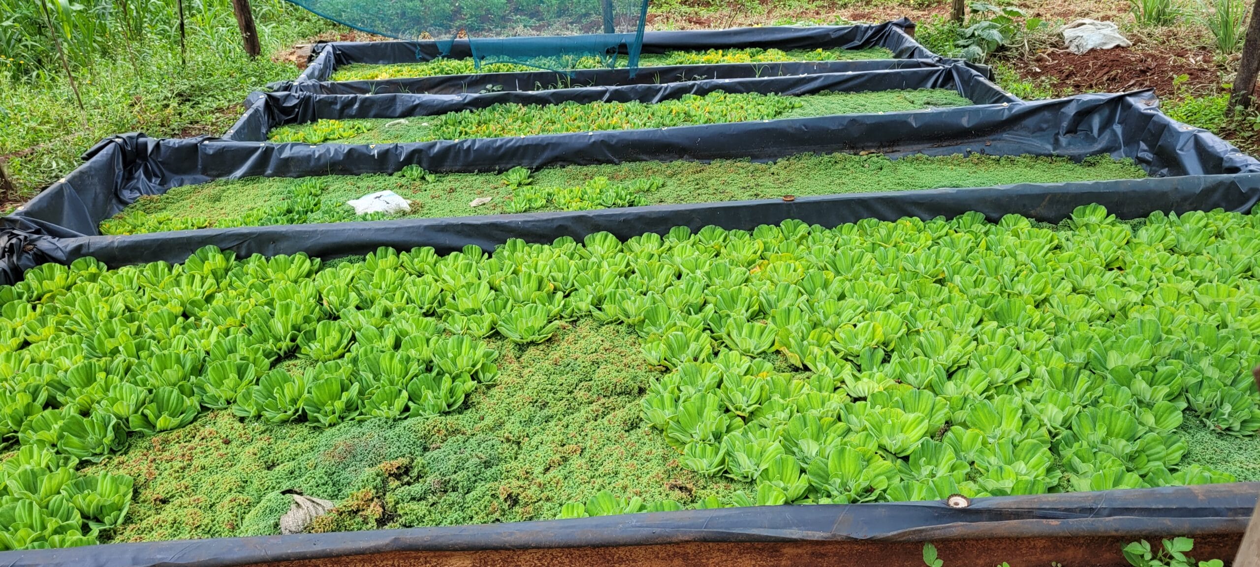 Raised garden beds lined with black plastic are filled with lush green aquatic plants and some patches of moss, set in an outdoor area surrounded by vegetation.
