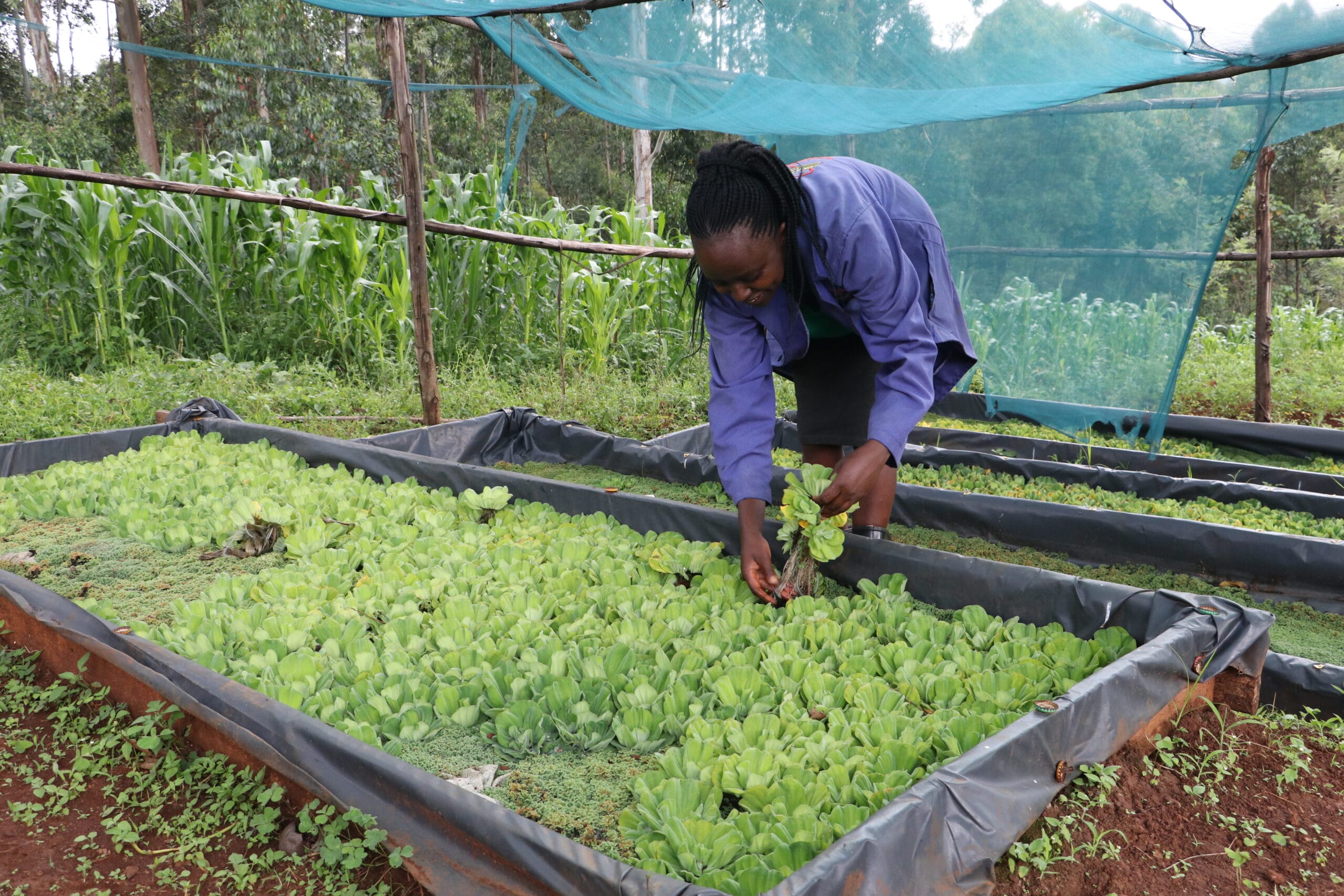 A person in a blue jacket bends over a raised garden bed, tending to green leafy plants under a netted shade in an outdoor setting with maize growing in the background.