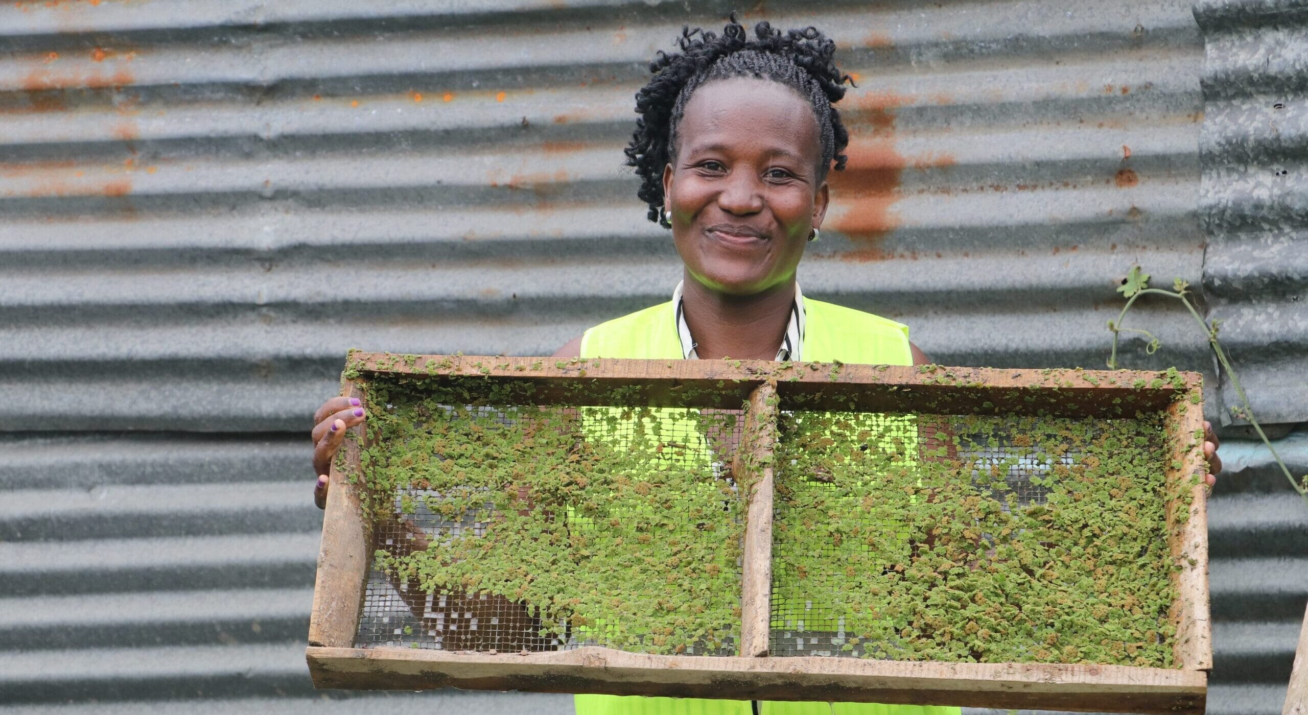 A woman wearing a yellow safety vest smiles whilst holding a wooden tray covered with green sprouts, standing in front of a corrugated metal wall.