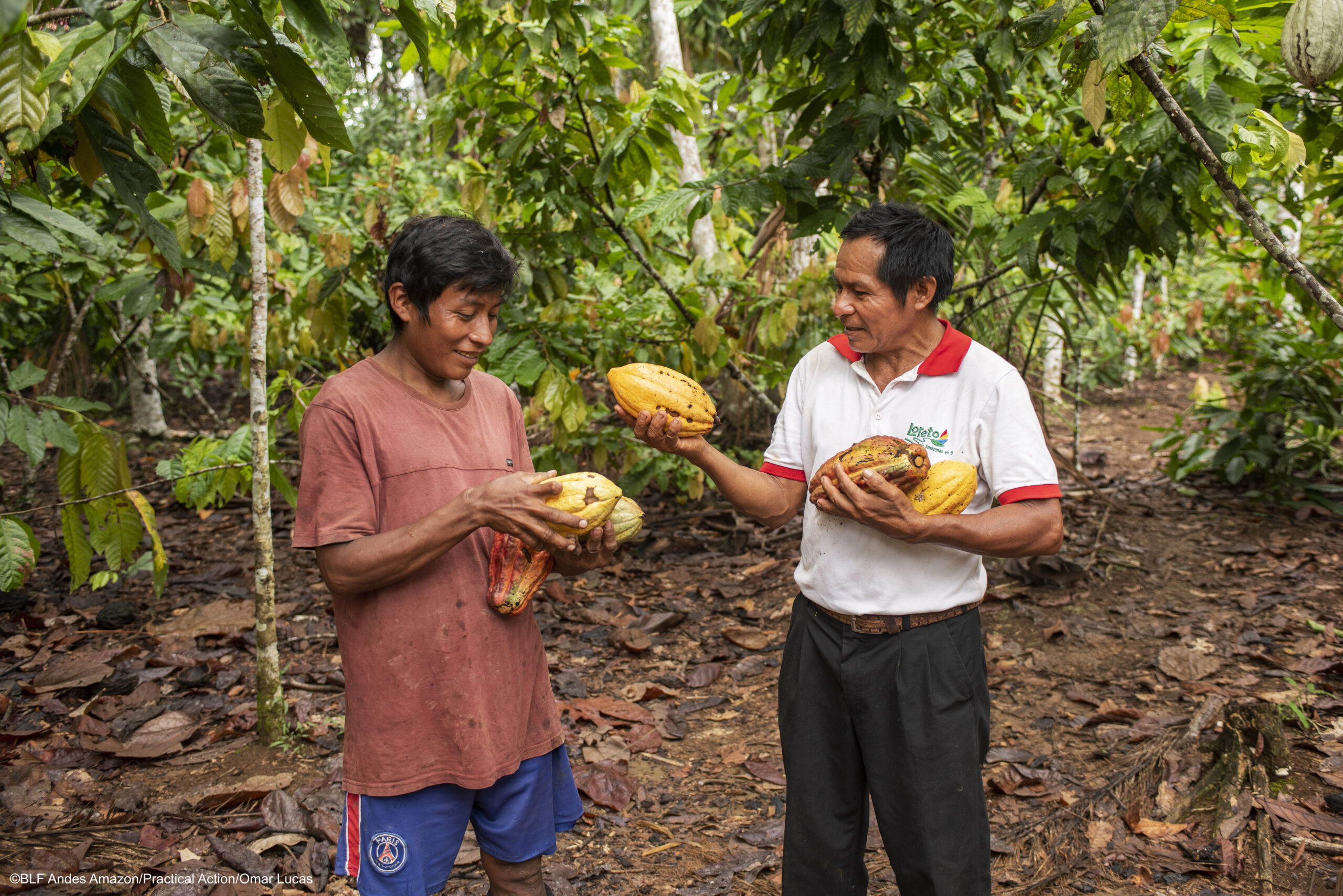Two men stand in a lush cacao plantation, smiling and holding large yellow cacao pods, surrounded by green foliage and fallen leaves on the ground.