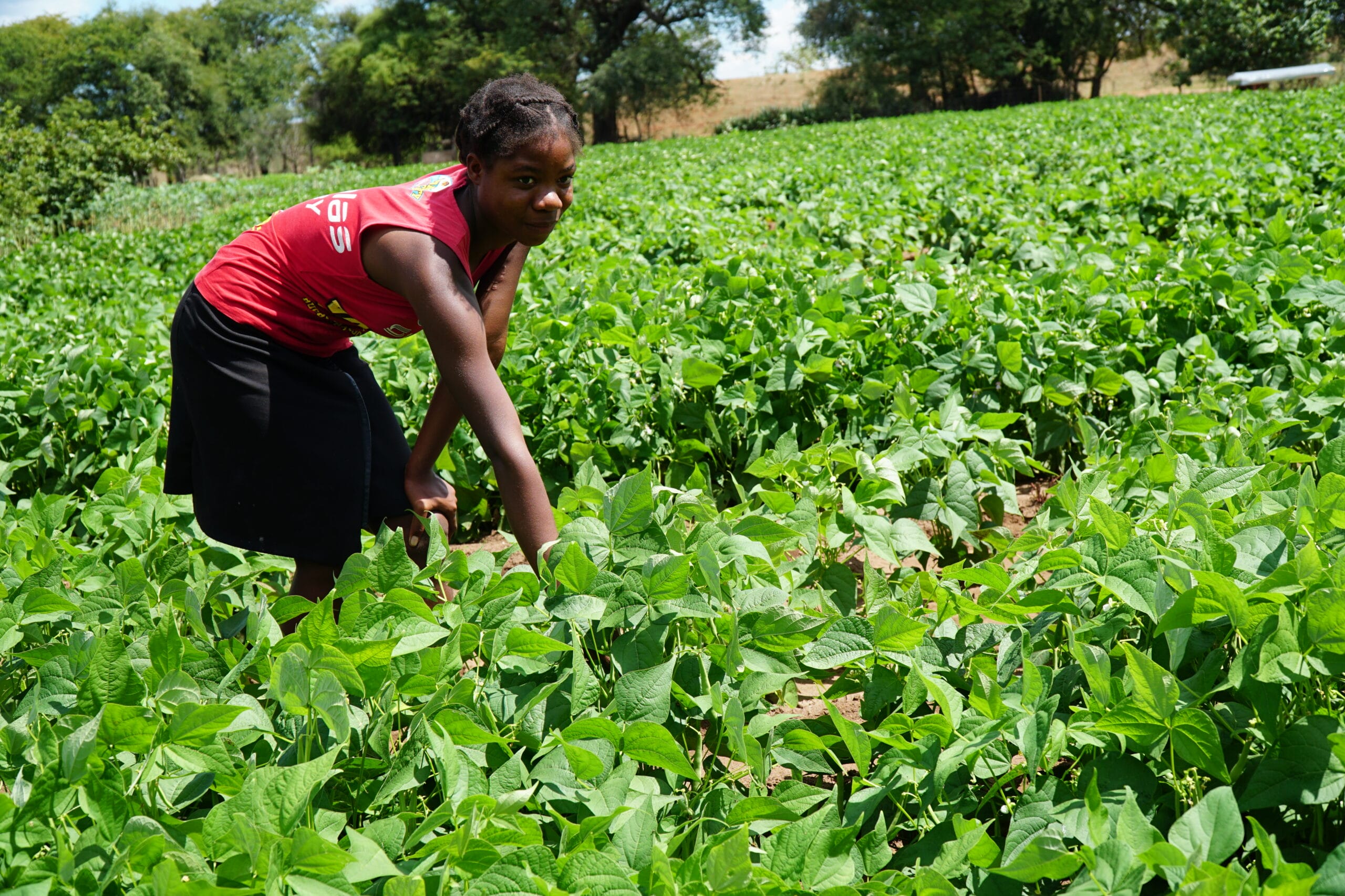 A young woman in a red shirt and black skirt bends down to tend to green bean plants in a lush, sunlit field with trees in the background.