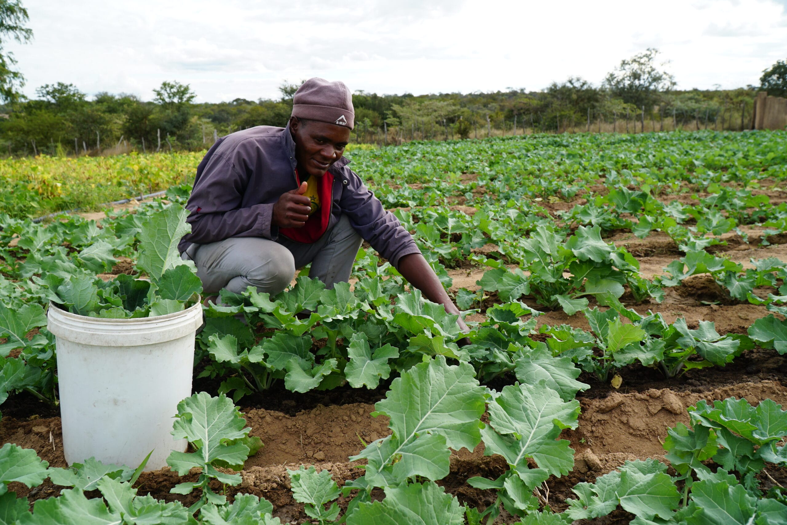A person wearing a purple jacket and beanie crouches in a field of leafy green plants, smiling and giving a thumbs-up, with a white plastic bucket nearby. The background shows more crops and trees.