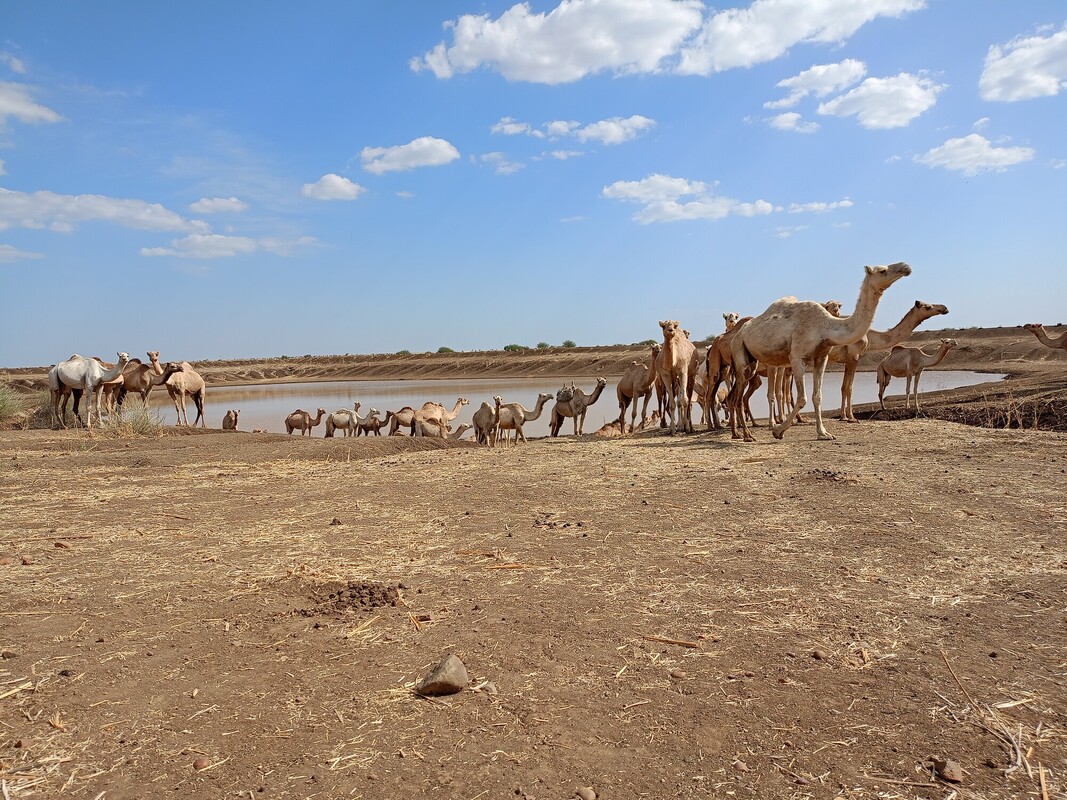 A herd of camels, including adults and calves, stands and walks near a muddy water source in a dry, open landscape under a blue sky with scattered clouds.