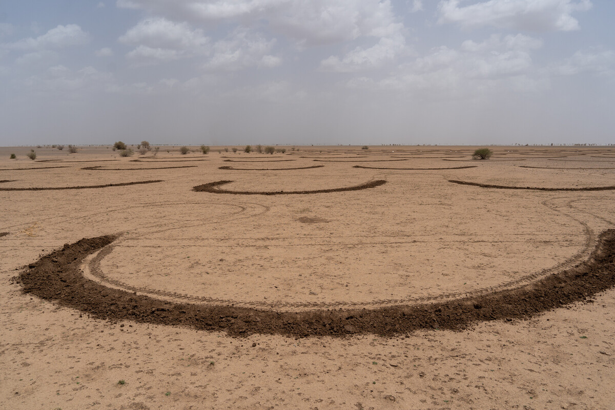 A dry, barren landscape with large, crescent-shaped furrows dug into the sandy soil. Scattered small shrubs are visible in the distance under a cloudy sky.