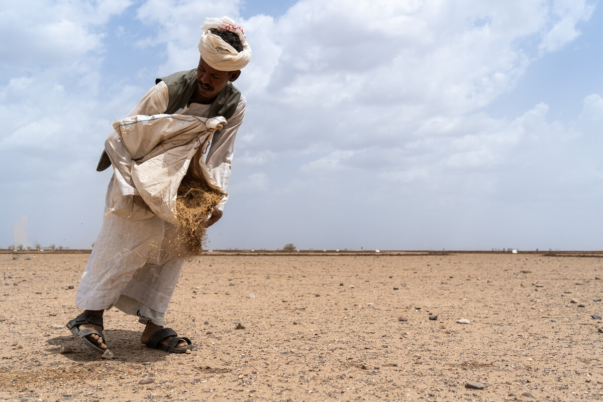 A man wearing traditional clothing and sandals spreads straw or dry material from a large sack onto a flat, arid landscape under a partly cloudy sky. The scene appears hot and dry.