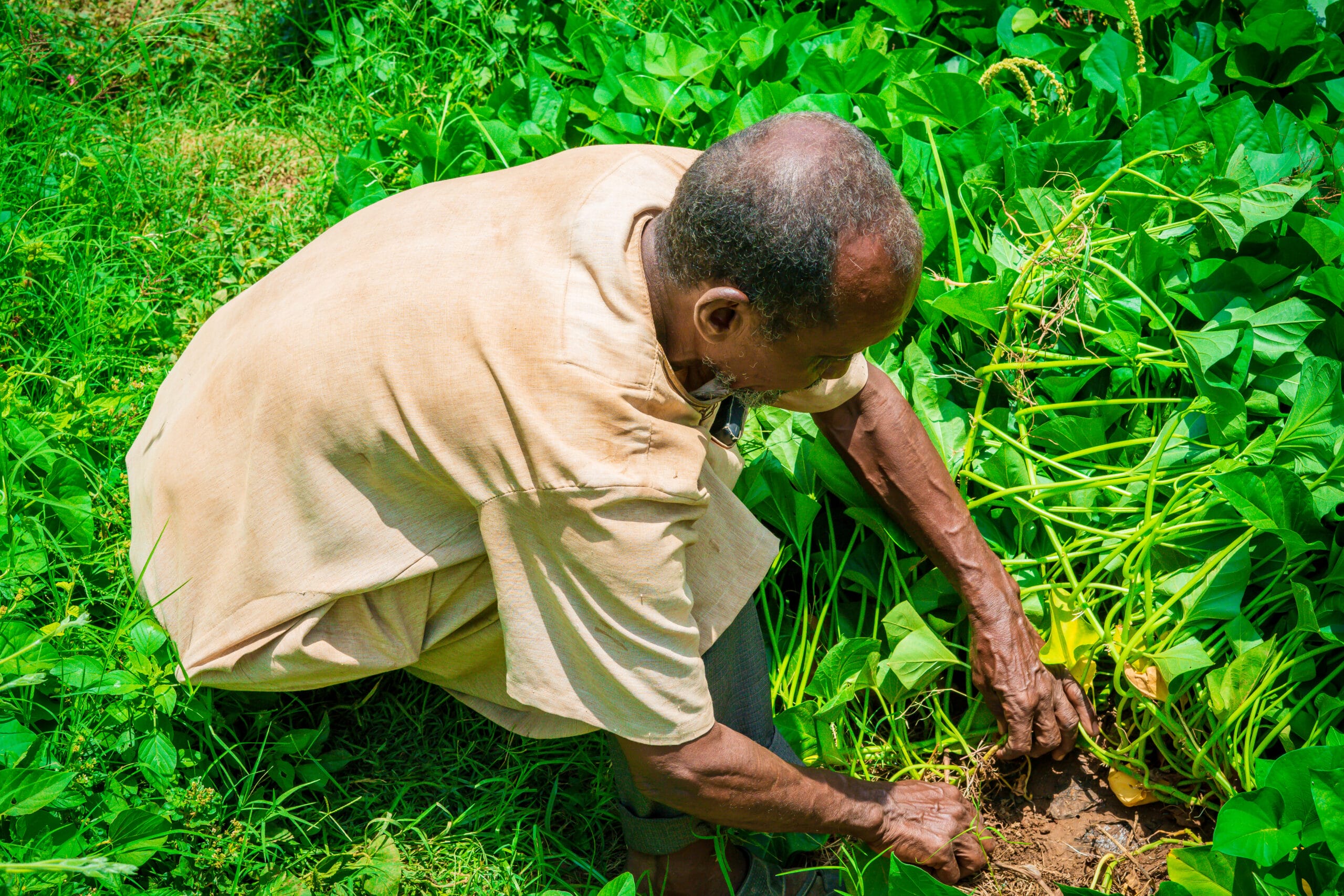 An elderly person with short hair wearing a tan shirt is crouched down, working with green plants in a lush garden, tending to the soil and leaves.