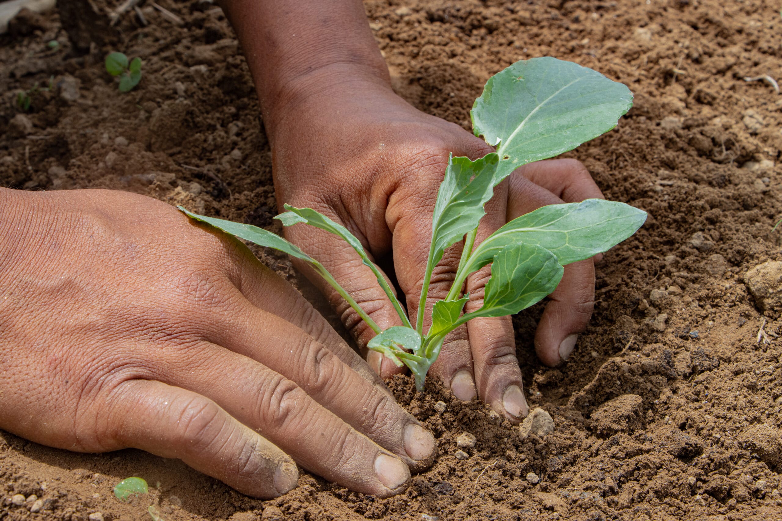 Hands planting a small green seedling into brown soil in a garden, showing the process of gardening and nurturing new plant growth.
