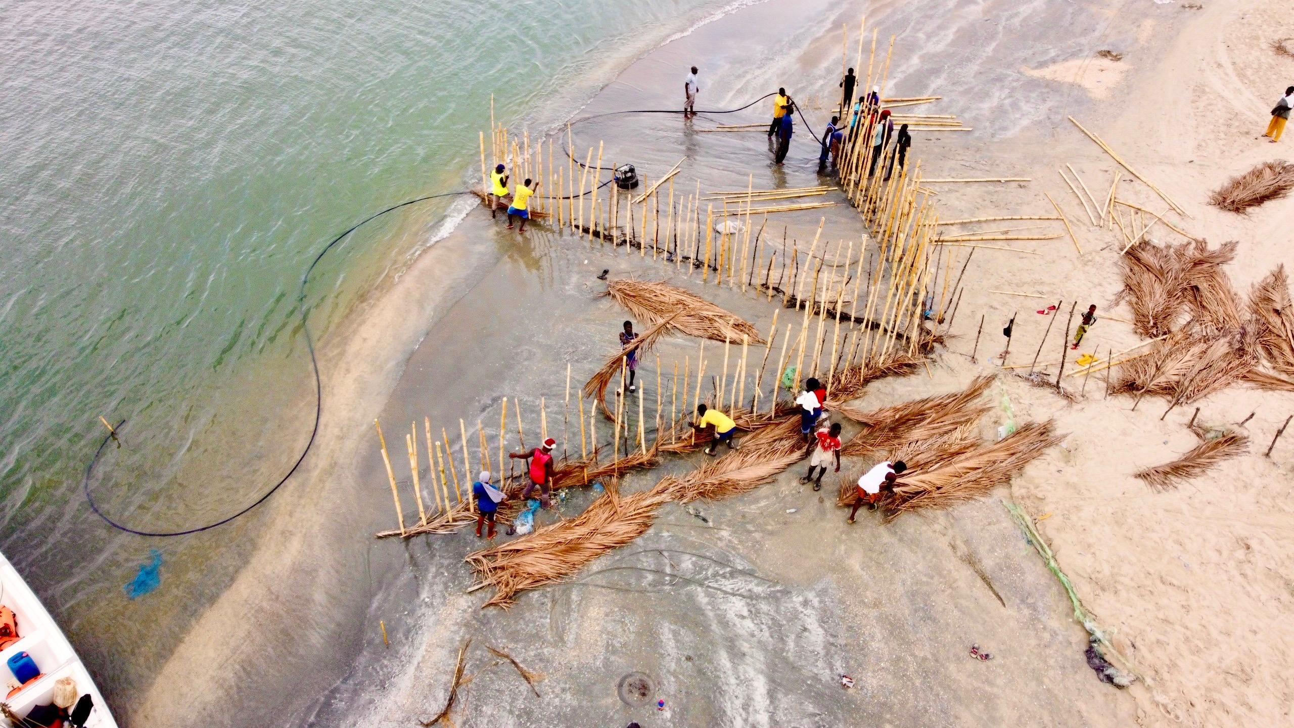 Aerial view of people building a fish trap with bamboo poles and palm fronds on a sandy shore, near water.