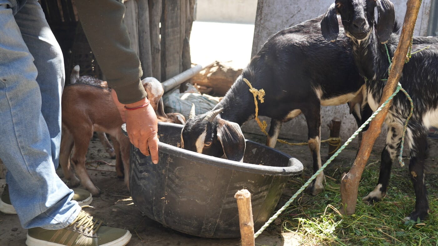A person stands beside two goats, one eating from a black tub, with another baby goat nearby.