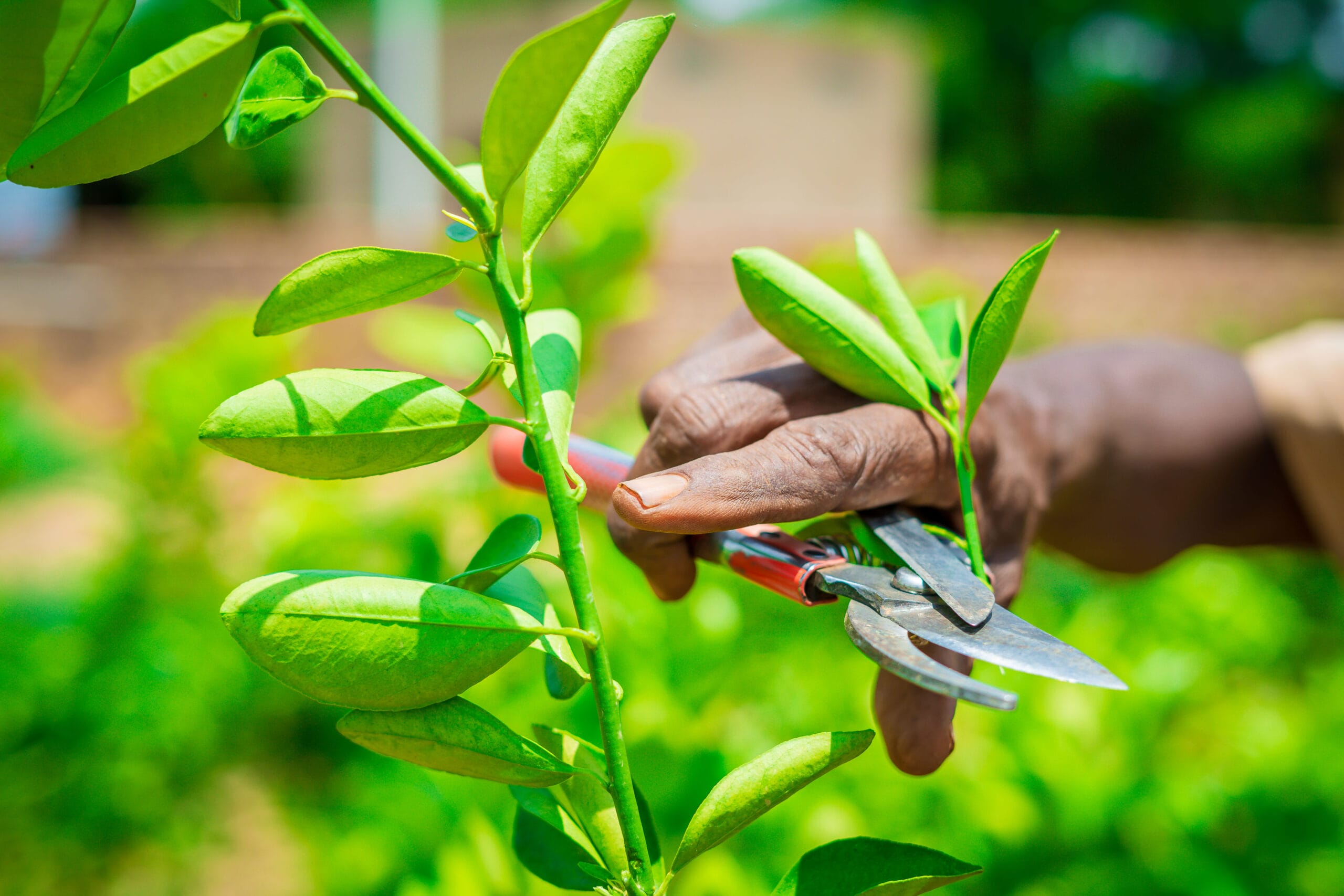A hand uses secateurs to cut a green plant stem outside in a garden.