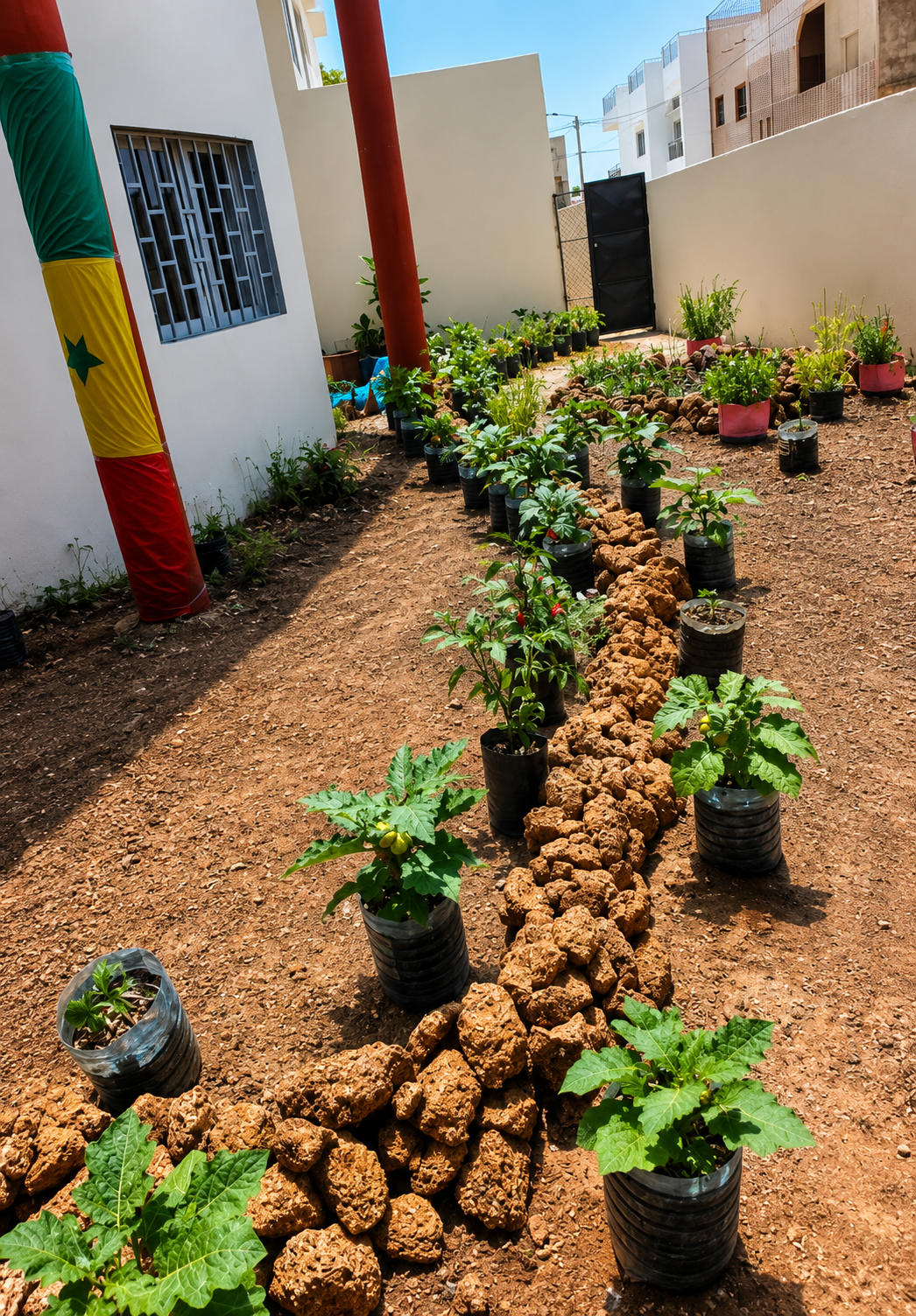 Potted plants line a winding path of stones in a sunny courtyard next to white buildings.