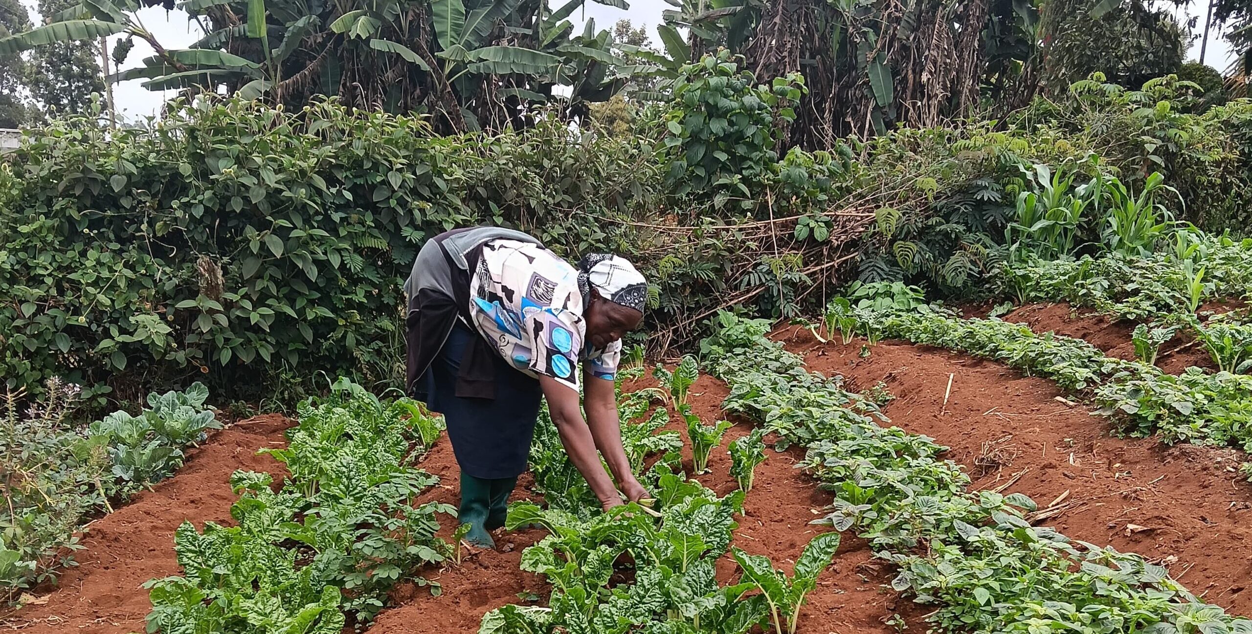 A person tending to rows of leafy green vegetables in a garden.