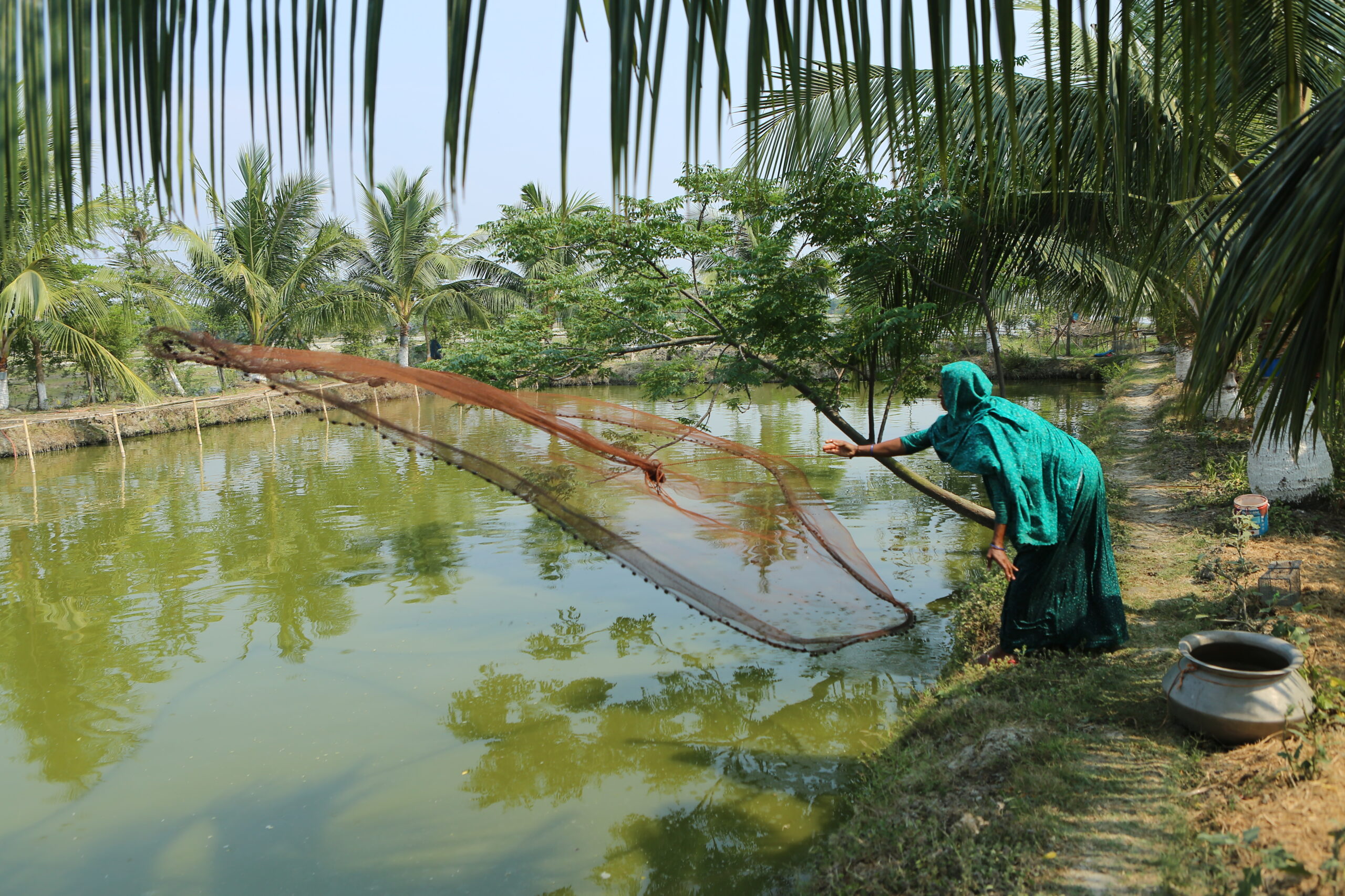 A person in a green headscarf and dress casts a fishing net into a pond surrounded by palm trees.