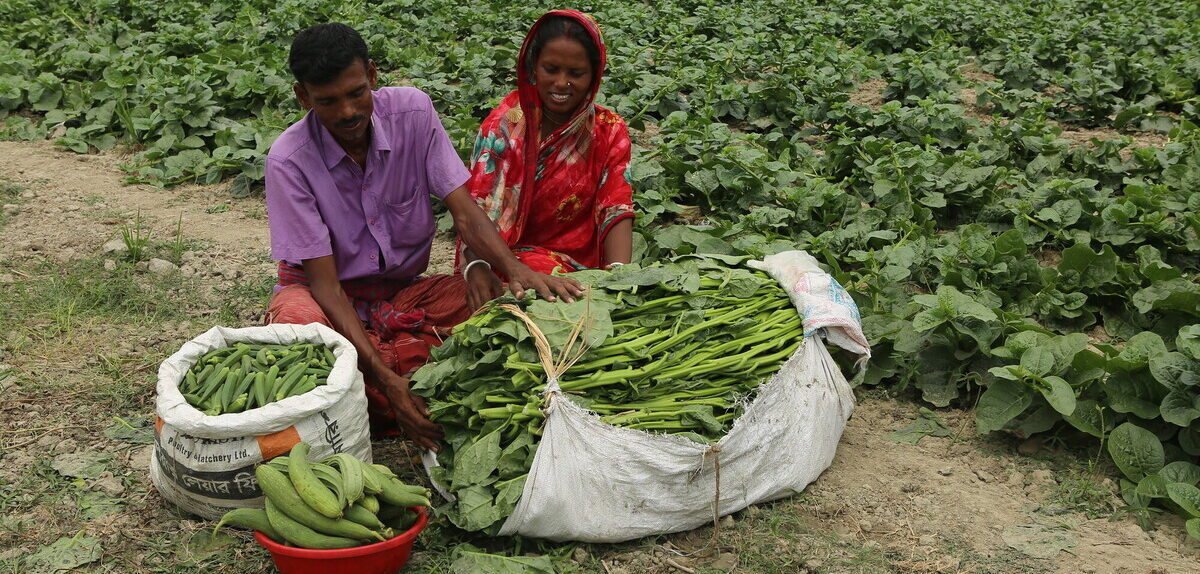 A man and woman harvesting leafy greens and okra in a field.