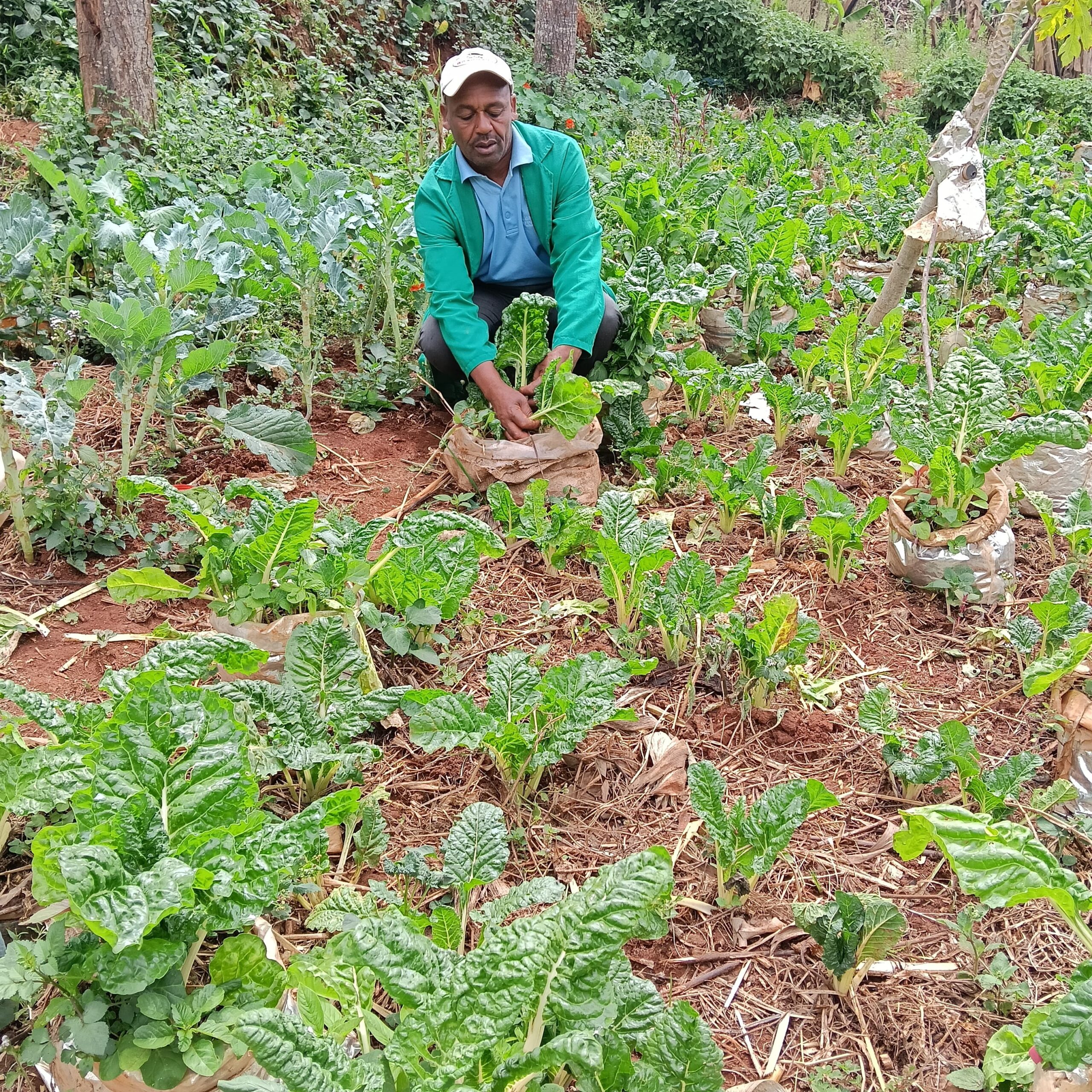 A man in a green jacket kneeling in a garden to harvest leafy vegetables.